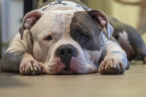 bully price philippines|Uncovering the Truth: The Real American Bully Price in the Philippines.